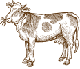 cow image